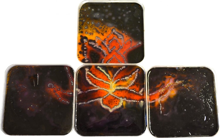 琼脂艺术 - 培养皿