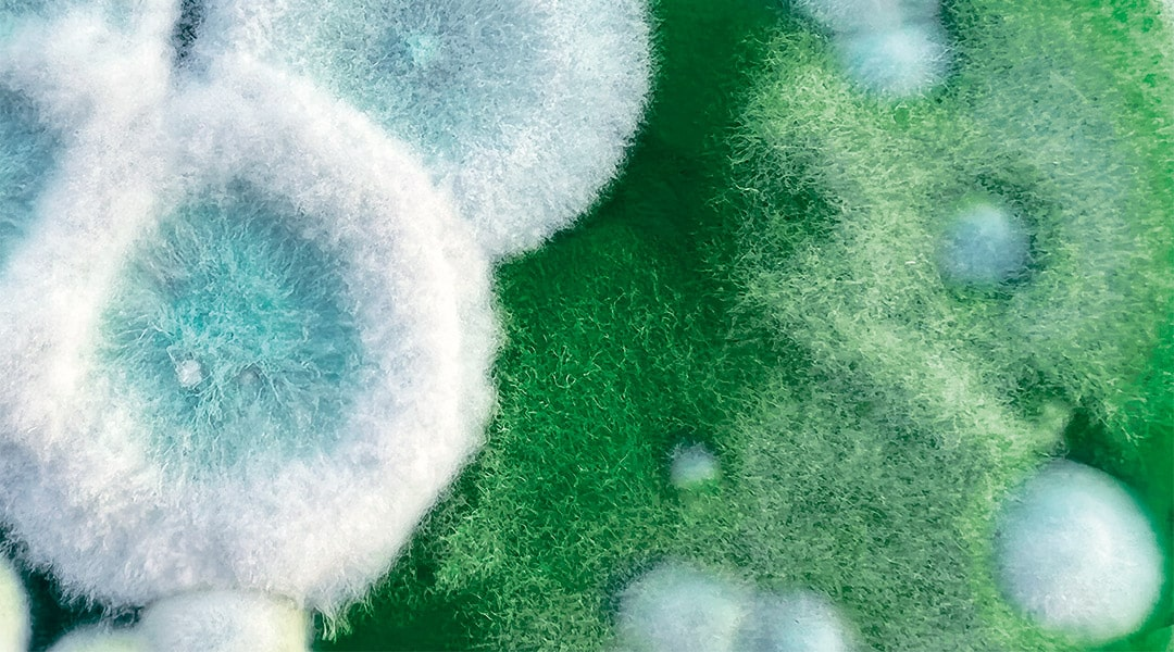 微生物艺术: Interscience x Dasha Plesen